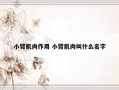 小臂肌肉作用 小臂肌肉叫什么名字