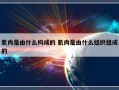 肌肉是由什么构成的 肌肉是由什么组织组成的